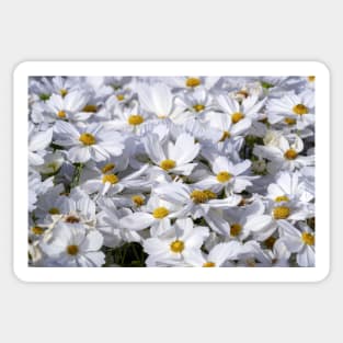 White Daisy Flowers Sticker